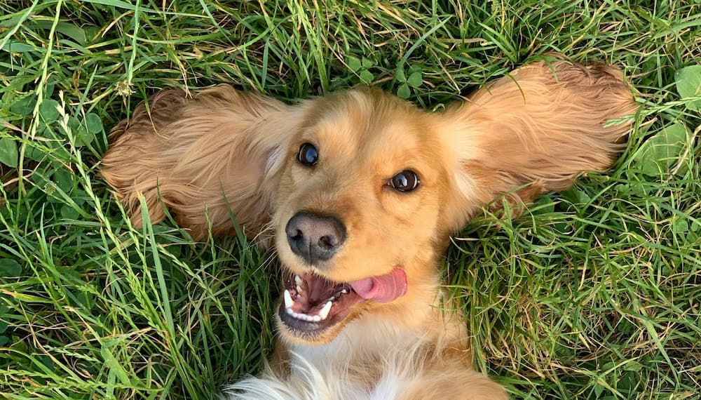 image of smiling dog