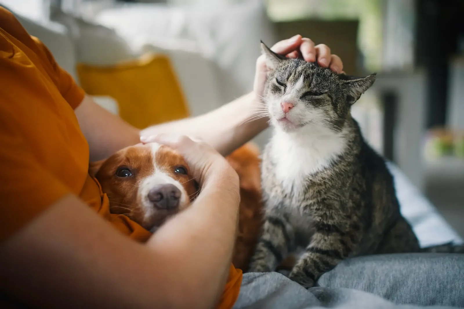 Cat and dog being petted by their owner.