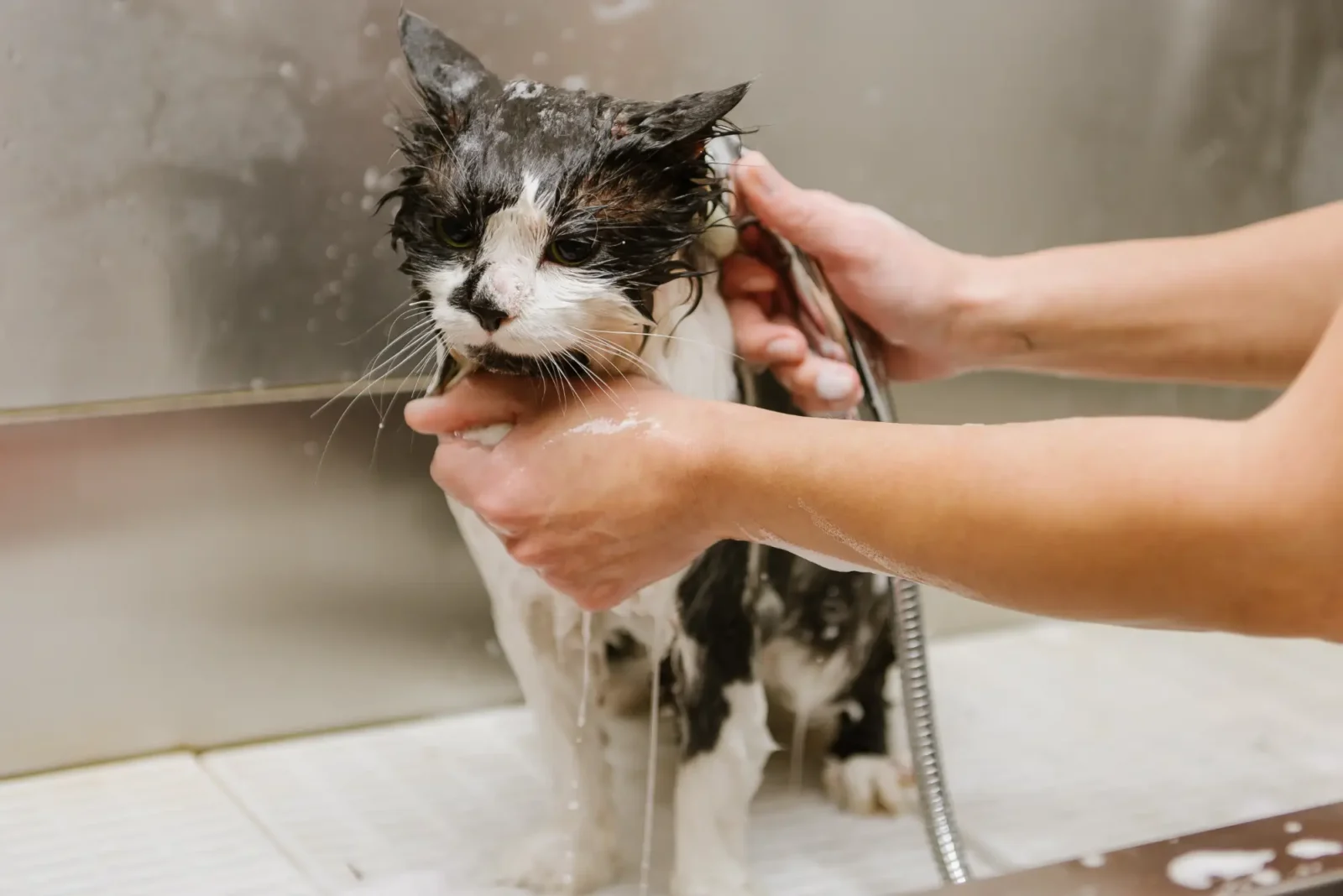 A black and white cat given a bath.