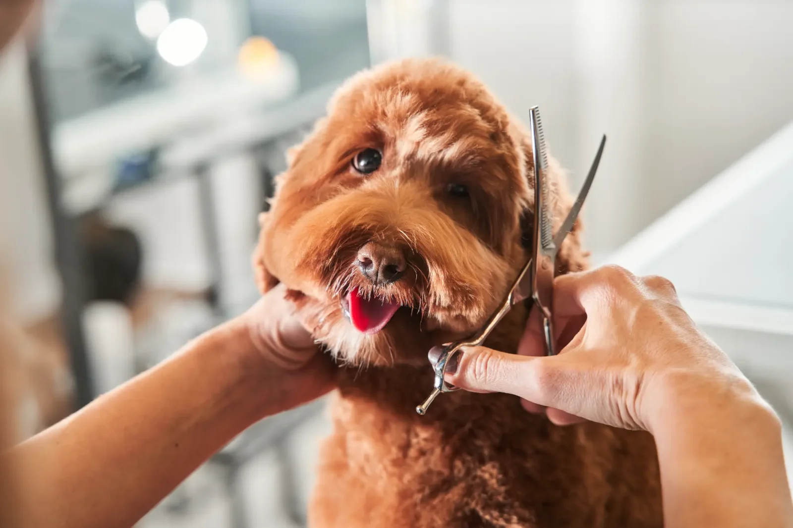 A dog getting groomed.