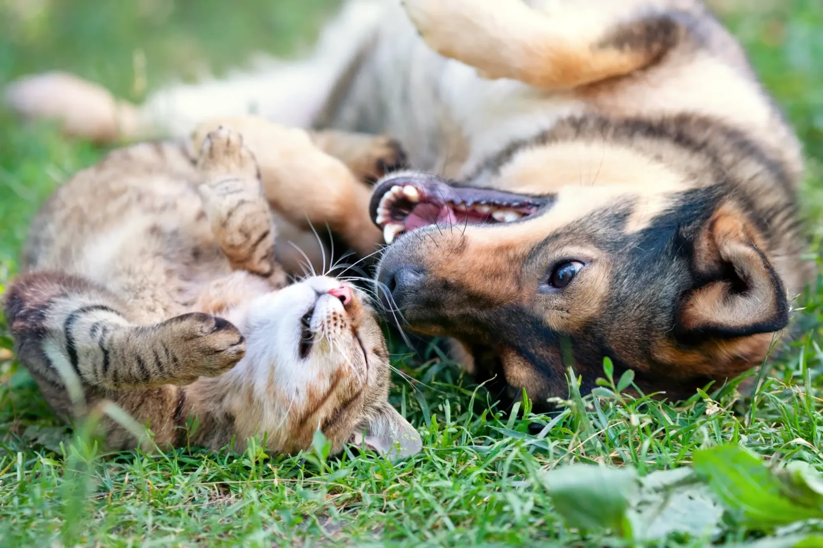 A happy dog and cat laying on grass