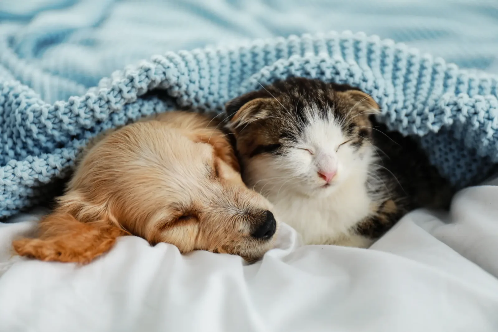 A puppy and kitten sleeping under a blanket.