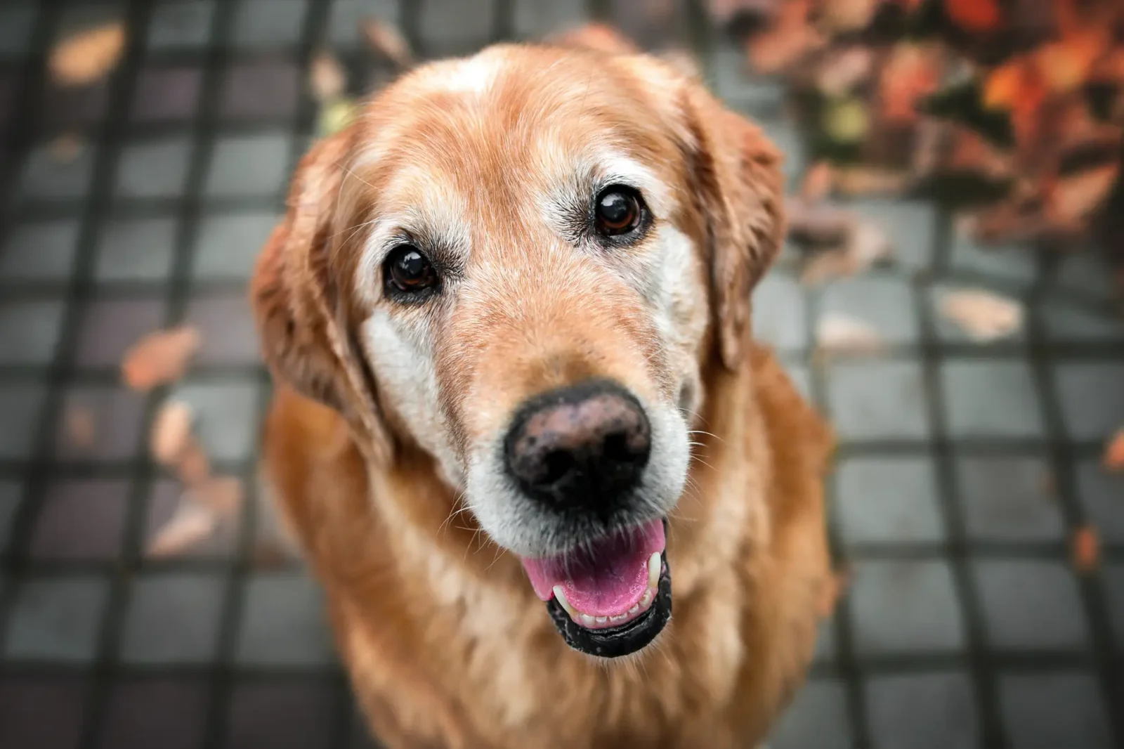 Senior golden retriever dog looking up at the camera.